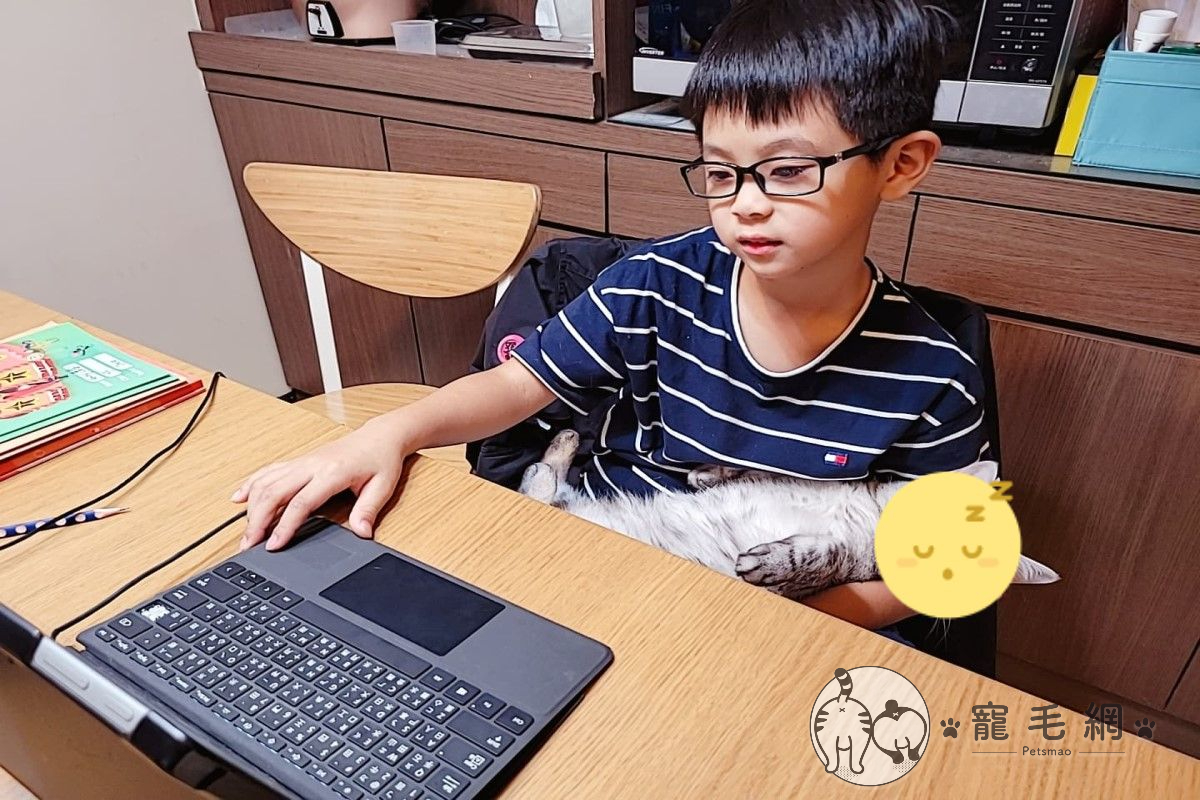 ▲網友家的貓咪陪兒子遠距離上課，卻在懷中狂昏睡！（圖／網友陳凱特授權提供）