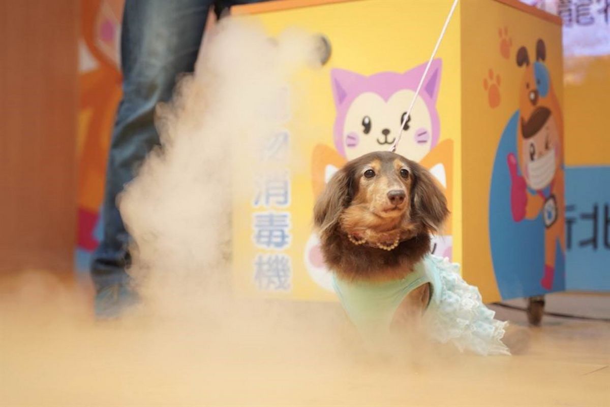 ▲動保處首創「寵物健康生活站」，設置智能噴霧寵物消毒機，使用溫和廣效性的消毒劑，不僅不會傷害犬貓，亦可減少新冠肺炎接觸傳染的機率。（圖／新北市政府動保處提供）
