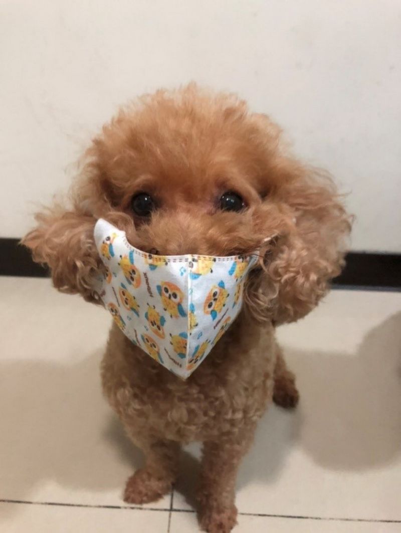 ▲動保處提醒,飼主幫寵物戴口罩防疫,這是錯誤的觀念,易造成寵物中暑或熱衰竭的情形發生;因為狗的汗腺不發達,需要透過口部喘氣散熱。(圖/新北市政府動保處提供)