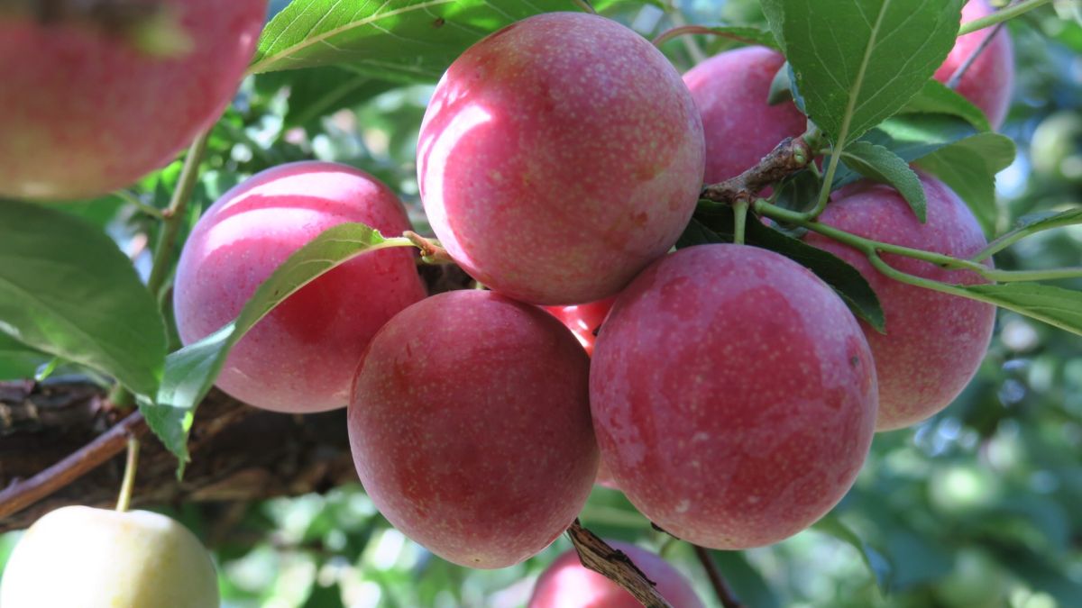 ▲梨山地區進入溫帶水果產季，配合防疫政策仍暫時不開放遊客前往，當地農民拚網購宅配或另找賣場通路(圖／參山處提供2021.6.24)