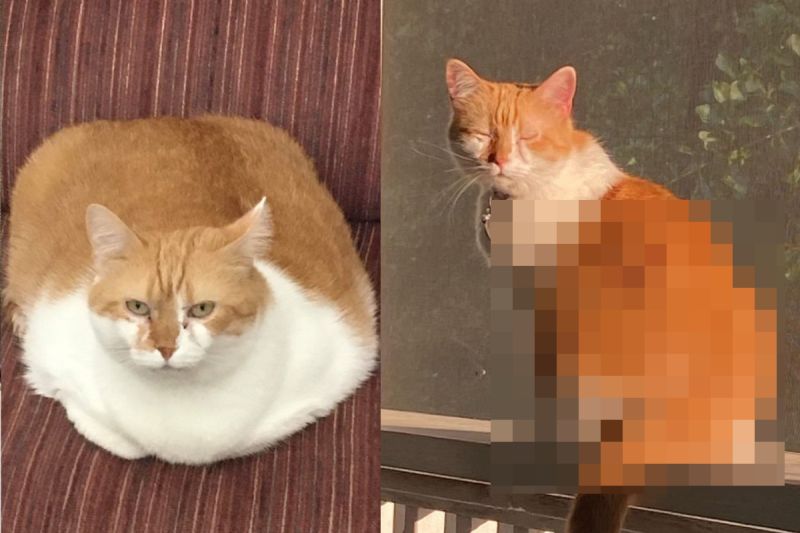 ▲厚片貓瘦身有成，順利減下三公斤。（圖／Instagram@ petrathebean） 