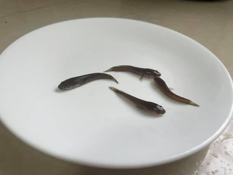 ▲女網友貼出魚苗近照。(圖/翻攝爆系知識家臉書)