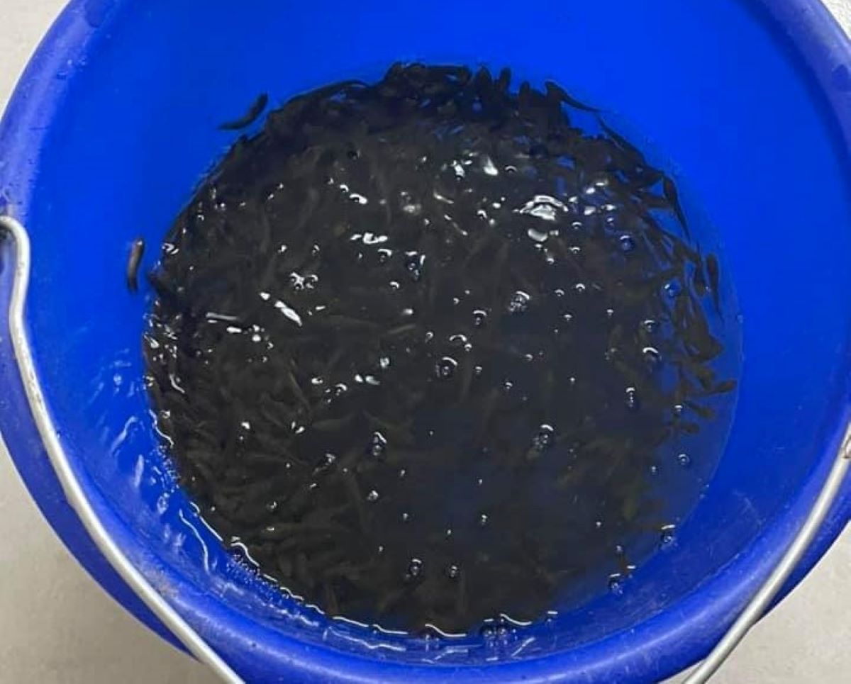 ▲一名女網友在下雨天時意外抓到一堆小魚，其數量甚至多到可以裝滿整個水桶。（圖／翻攝爆系知識家臉書）