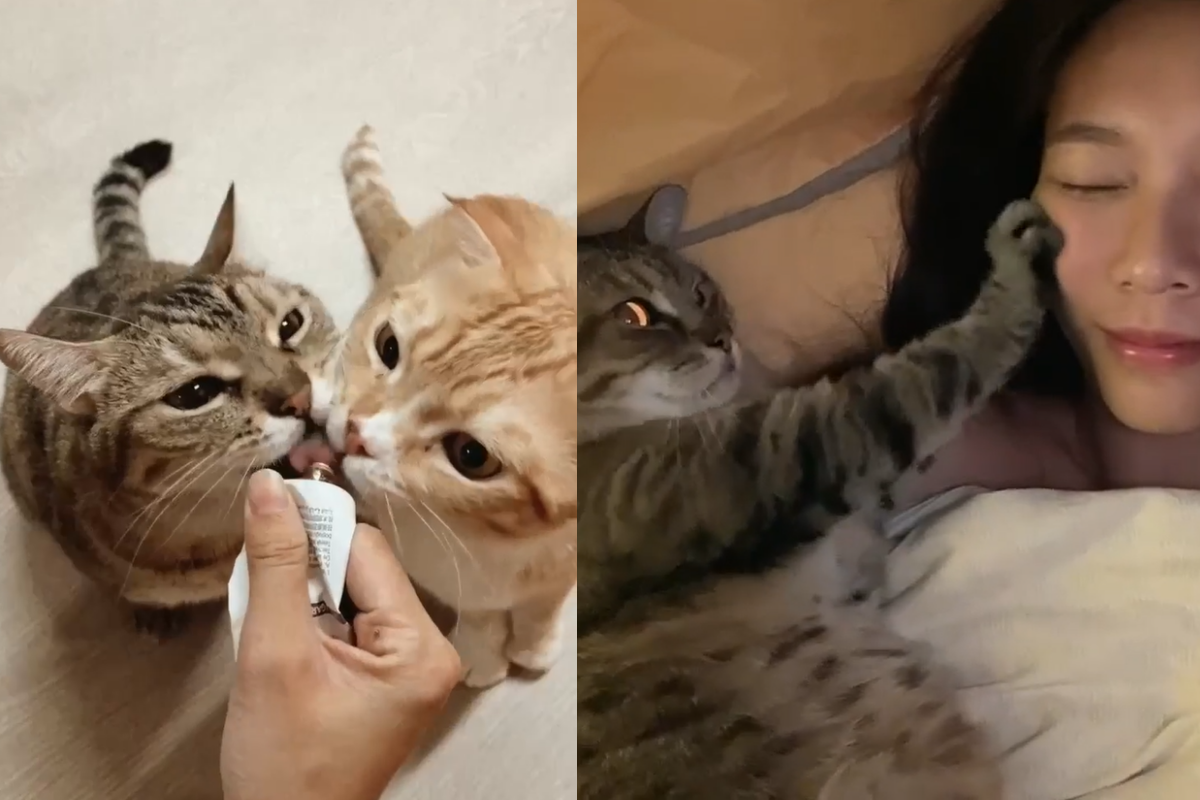 ▲喵喵師傅出V臉雕塑課程，躺床邊幫奴才提供按臉服務！（圖／網友莊欣蓉授權提供） 