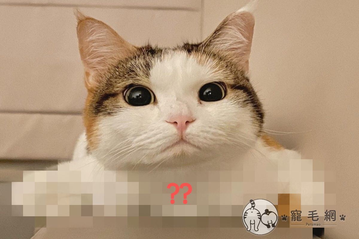 ▲三花貓「噠麗」這天在沙發上「折手手」的模樣引起網友熱烈討論。（圖／粉專噠麗&小咪之小咪家族授權提供）