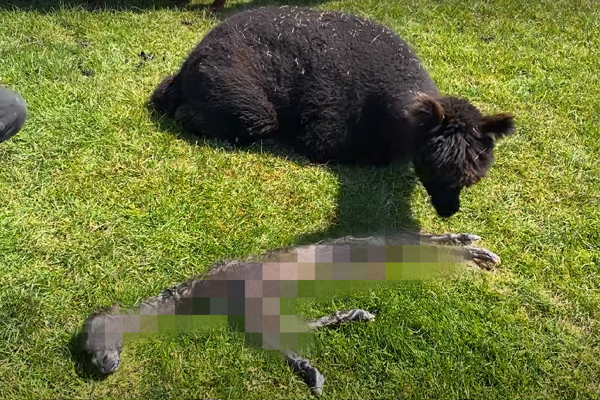 ▲剛出生的小羊駝虛弱地躺在地上，視覺效果非常驚人。（圖／Facebook@ ViralHog）