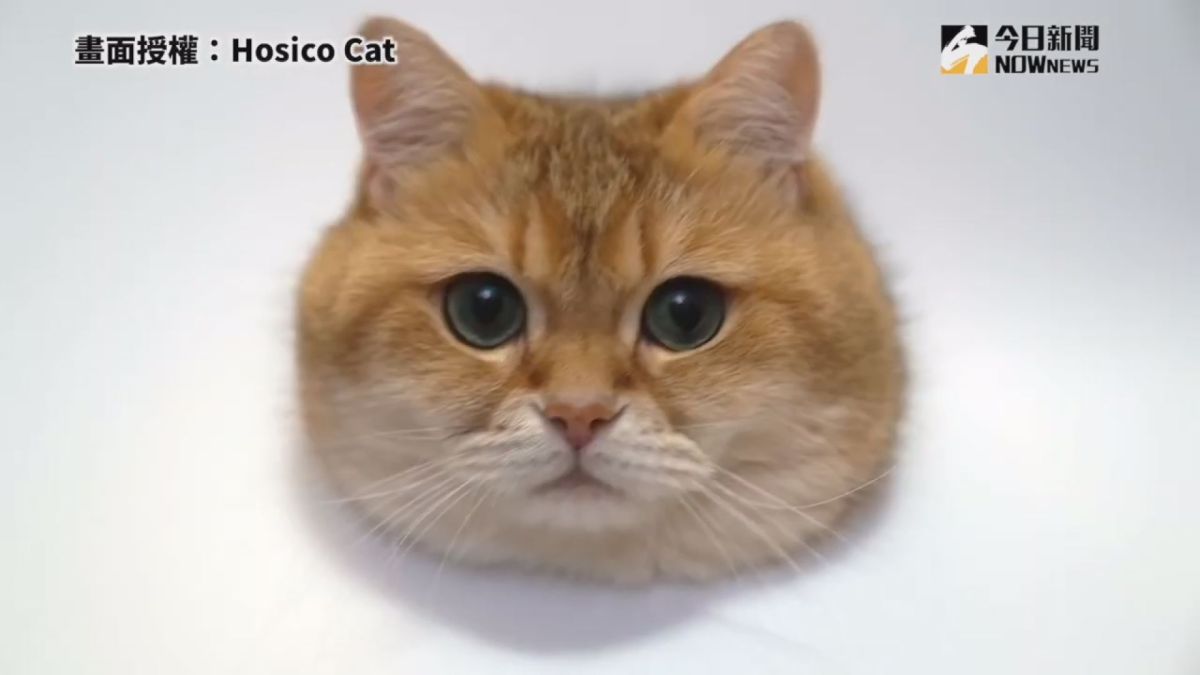 ▲大眼可愛模樣迷惑眾多貓奴。(圖／Hosico Cat授權)