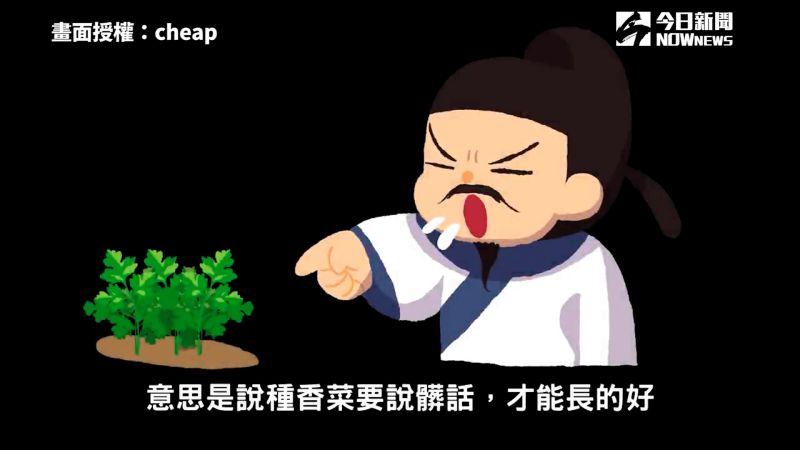 ▲香菜傳入中國後，甚至形容必須對著香菜罵髒話，才能種好香菜