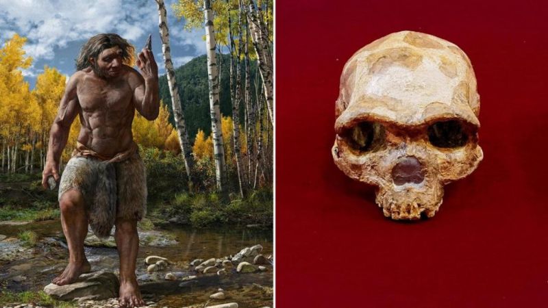 ▲中國河北地質大學等跨國研究團隊認為，「哈爾濱頭骨化石」代表了一個新的人種，並將其命名為「龍人」。（圖／翻攝自The Innovation）
