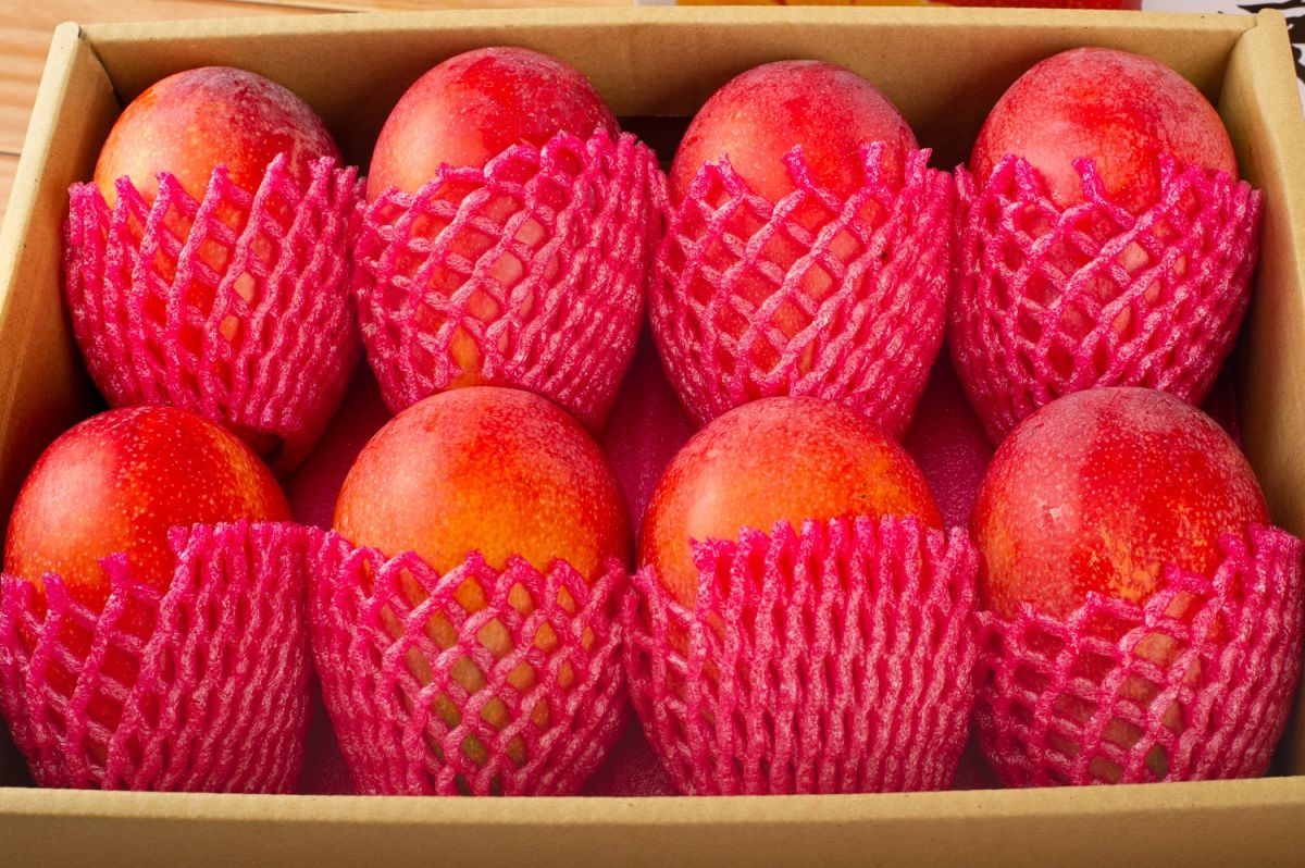 ▲屏東枋山鄉發生Delta變異株群聚感染，但農民反映枋山芒果遭污名化退訂。枋山鄉長洪啟能今天表示，枋山鄉是疫情受害者，盼外界別污名化，呼籲全國民眾不分黨派，替農民解決生計問題。（圖／記者陳美嘉翻攝）