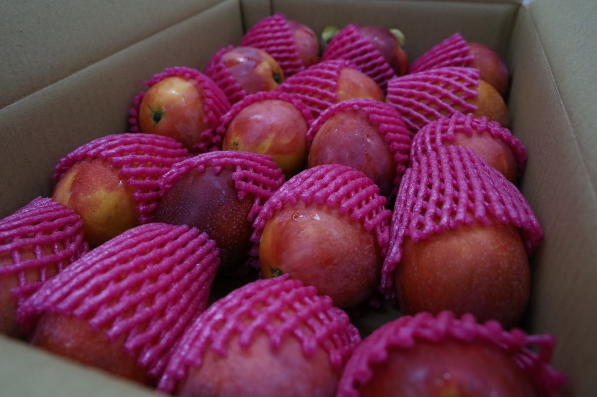 ▲民進黨立委周春米呼籲國人購買枋山芒果，別讓病毒糟蹋果農心血。（圖／翻攝自周春米臉書）