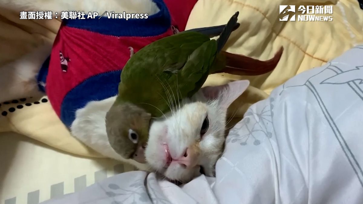 ▲ 鸚鵡化身最強保母，哄睡貓星人。（圖／美聯社 AP／Viralpress）