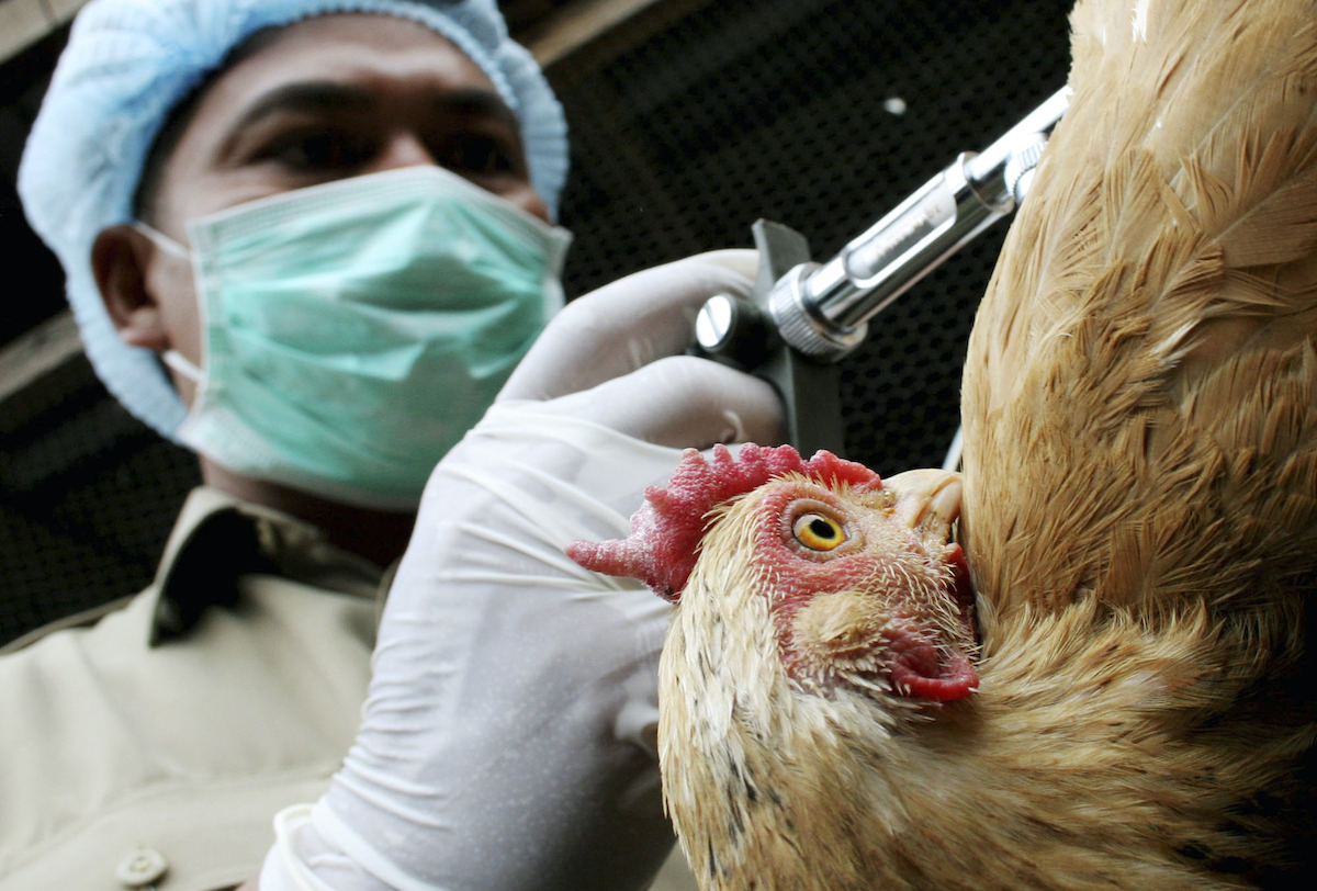▲美國農業部今天表示，上週境內出現第一起禽流感案例後，又在另兩座農場發現禽流感。（圖／美聯社／達志影像）