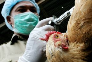 日本現第5例禽流感　熊本縣撲殺逾6萬雞隻
