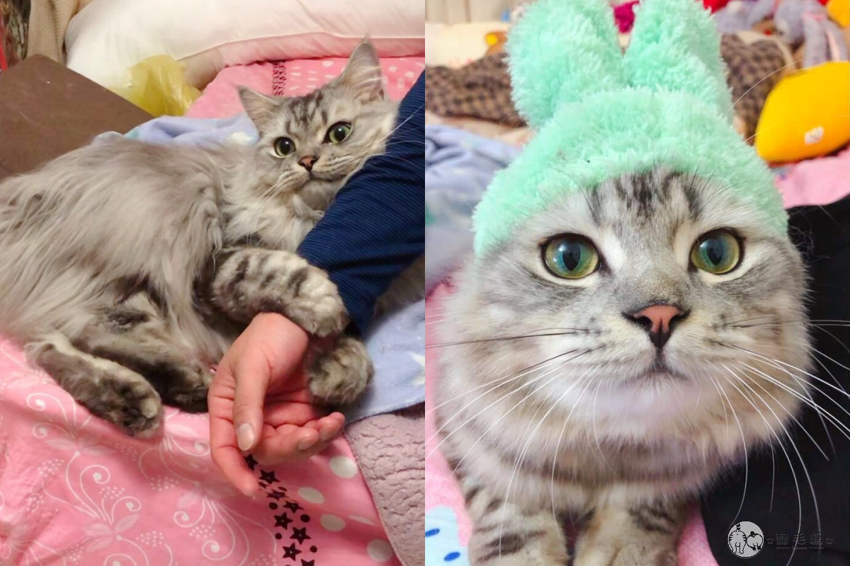 ▲貓咪「嚕嚕咪」見到最愛的把拔懷裡抱著「小三」，醋勁大發急著求關注討抱。（圖／粉專@嚕嚕咪是一隻貓授權）