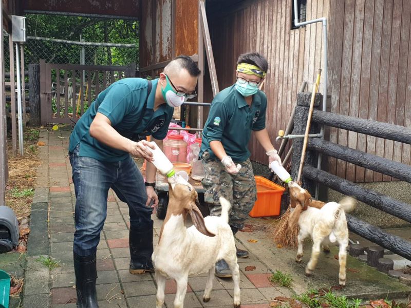 ▲每周二中午12點到12點半的「線上動物園」將邀請高雄「打火哥」蔡宗翰擔任一日動物保育員工作，幫非洲獅、犀牛、羊駝及波爾羊等動物，準備每日食材，並進入動物作業區直擊動物園幕後的工作內容，滿足大小朋友們對動物園的好奇。（圖／高雄市政府提供）