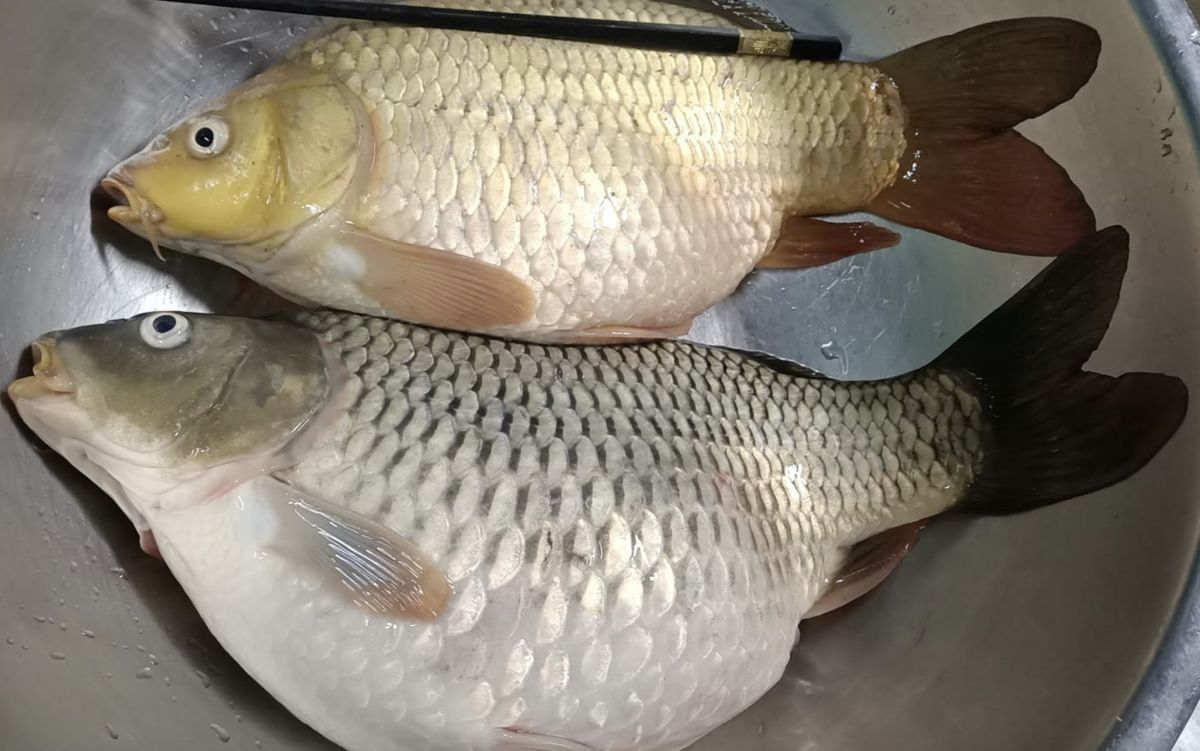 ▲網友分享鄰居送了兩條魚給自己，說是鯽魚，而且肚子裡面還有魚卵。（圖/廚藝公社）