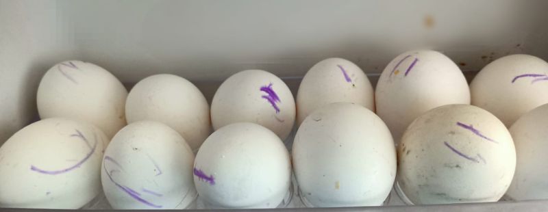 ▲媽媽打開冰箱，發現裡頭的雞蛋都被小孩塗鴉。（圖／翻攝爆怨2公社臉書）