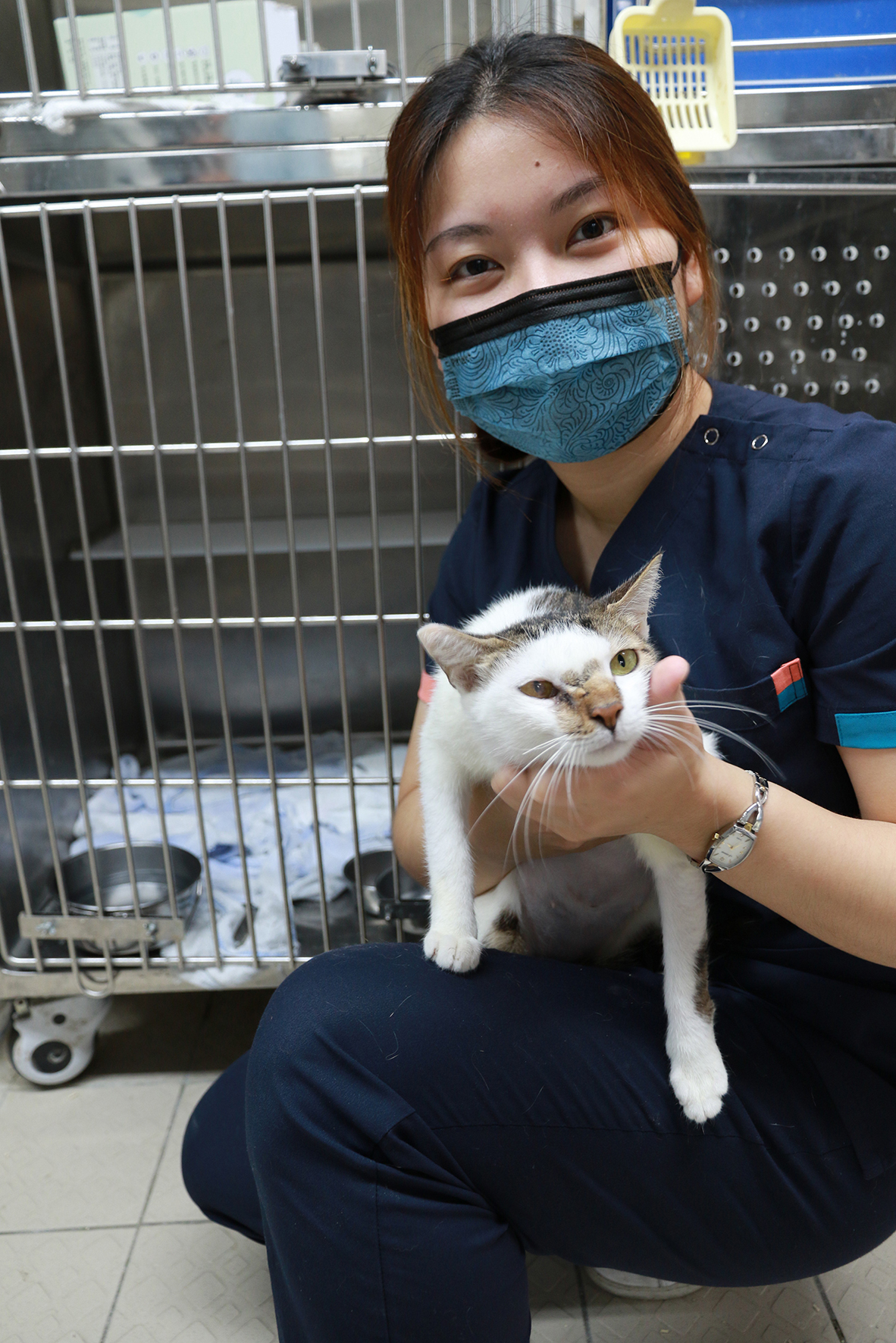 ▲嚴重受傷的母貓阿醜，經興大浪浪團隊搶救已痊癒，目前亟待有善心人領養。（圖／興大浪浪團隊提供）