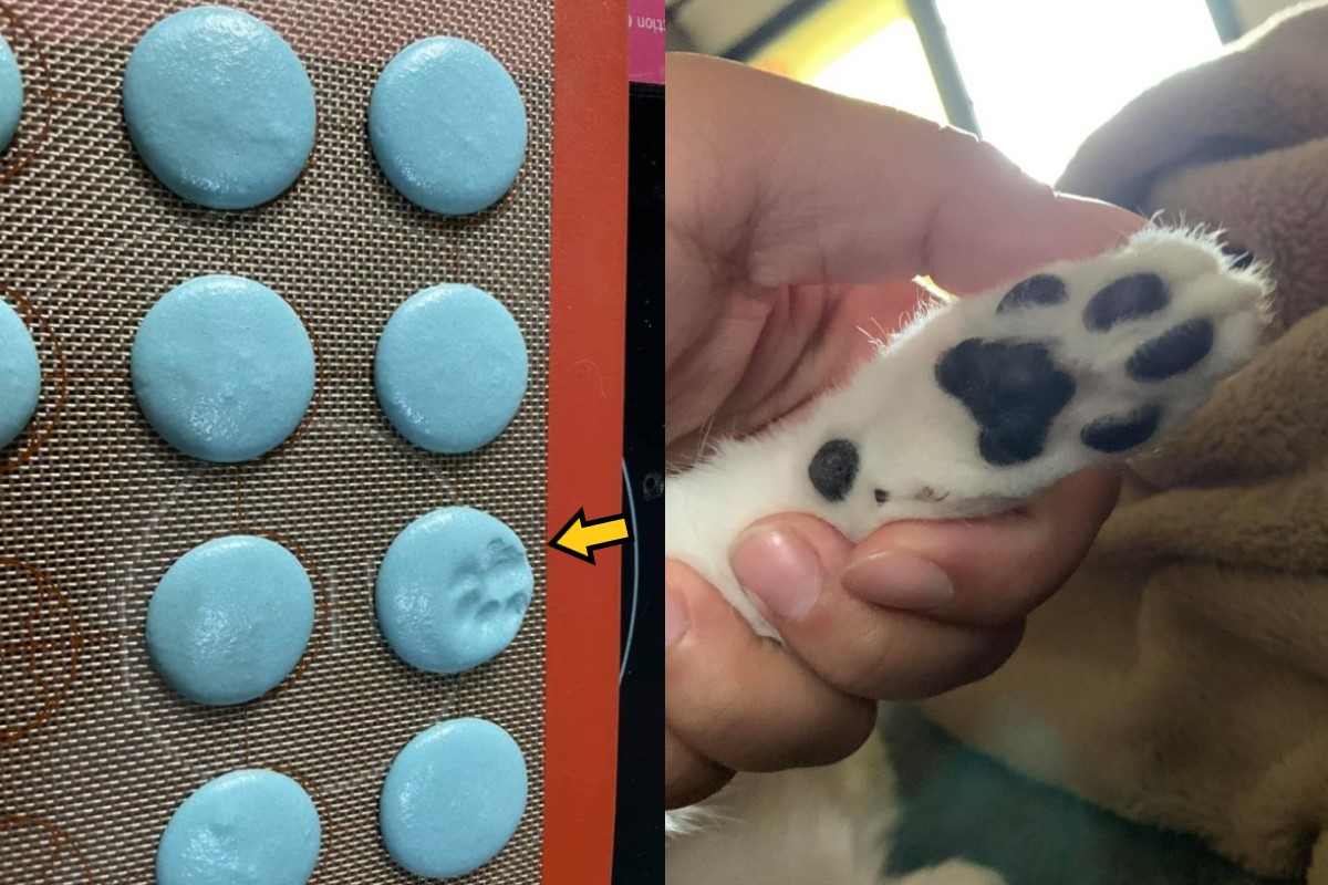 ▲網友羅小姐日前做馬卡龍時，竟遭貓咪留下「肉球印記」！（圖／網友羅紫彤授權提供）