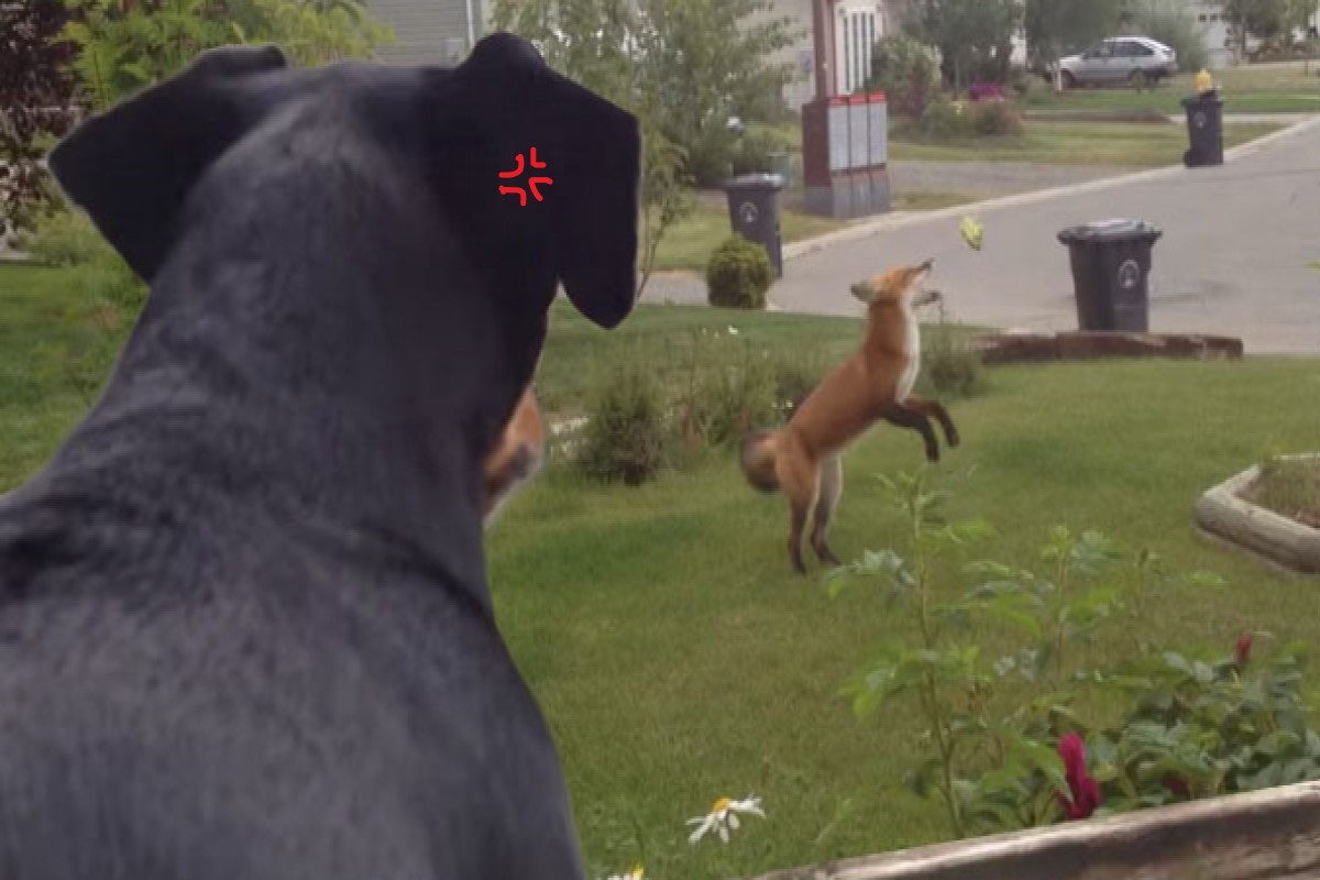 ▲狗狗在窗前目睹狐狸嗨玩自己的玩具！（圖／YT @Samantha Ng）