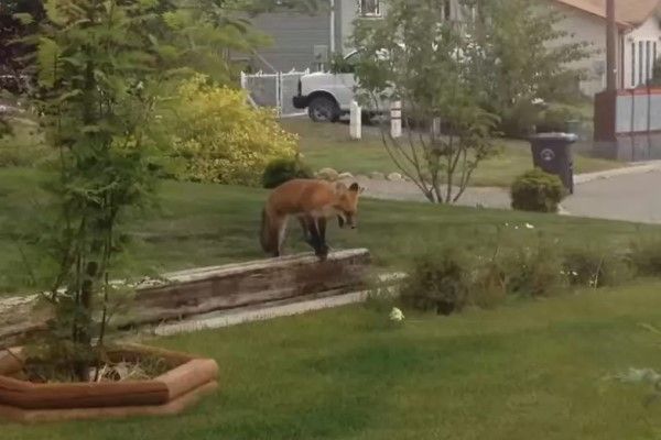 ▲一隻野生狐狸發現草坪上有一個狗狗玩具。（圖／YT