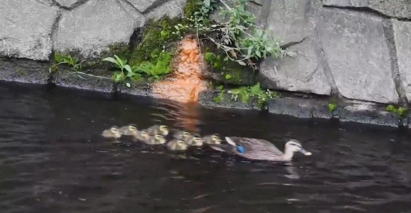 ▲日本推特網友@mochico251 分享了一家的鴨子以驚人的速度在一條小溪中移動，影片曝光後立即得到網友熱烈回響。(圖/擷取自推特@mochico251)