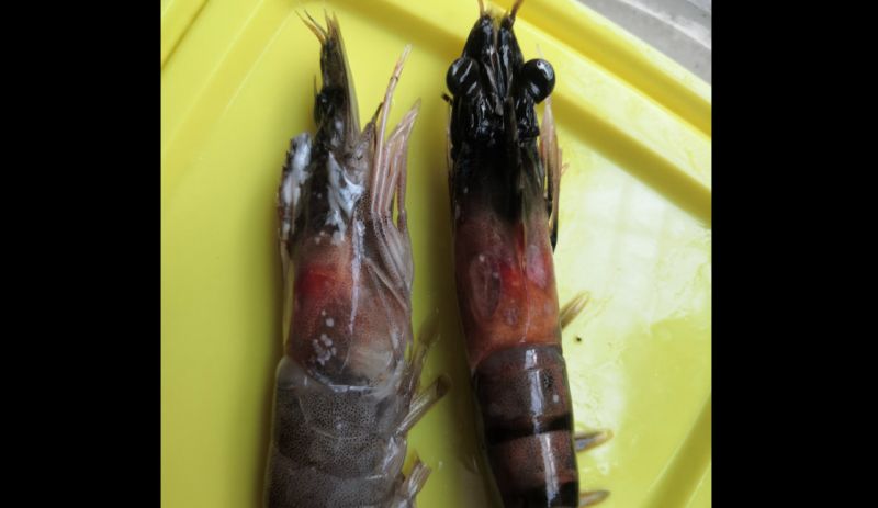 「蝦頭變黑色」還能吃下肚？專家完整釋疑：跟新鮮度無關
