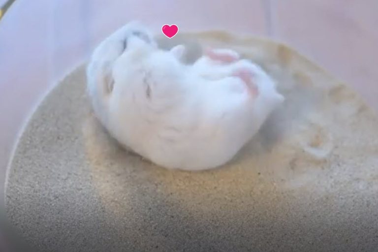 日本一隻小倉鼠洗沙浴，卻被網友笑說像極了「麻糬沾粉」！（圖／IG @gsm_iham2）