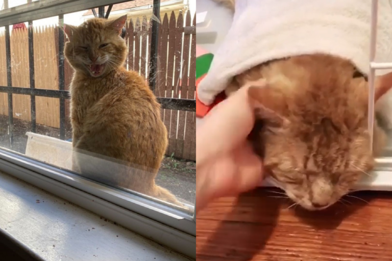 浪貓受傷「趴窗台」向屋主嗚噎求救　網：貓知道誰會幫牠！
