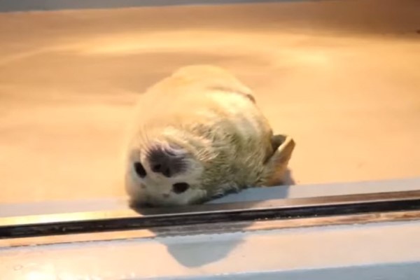 日本動物園出生21天小海豹初亮相　網笑：以為是炸蝦天婦羅！