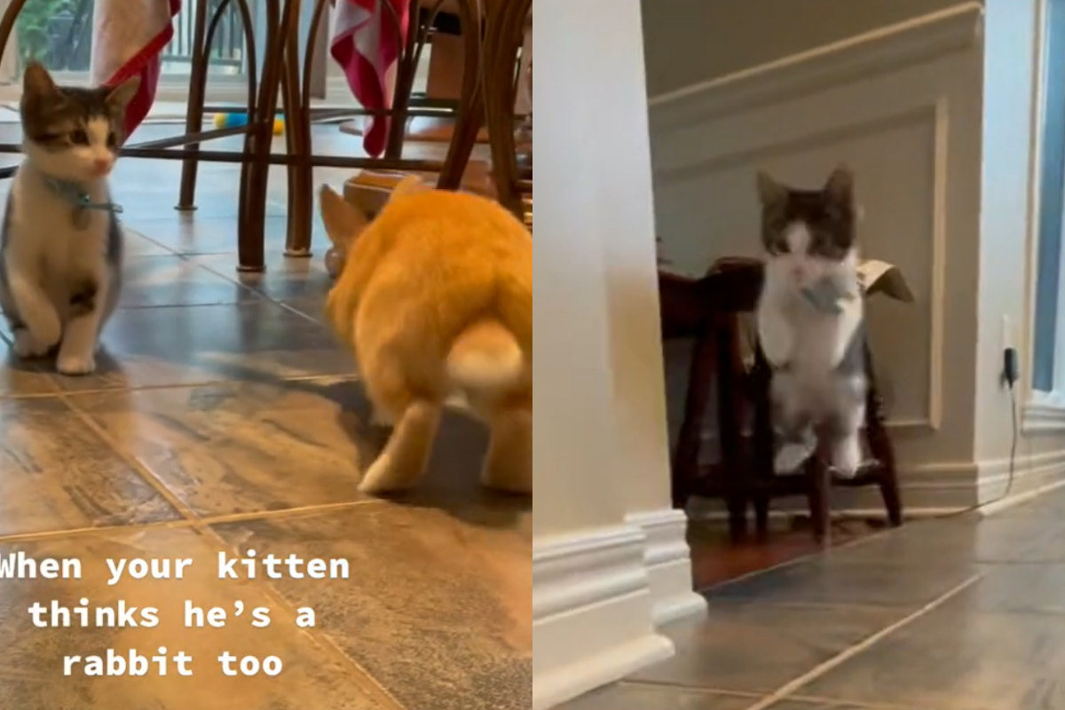 貓咪看見兔子的行動方式後，過不久也開始跳著移動！（圖／TiKTok@ marierosebenny）
