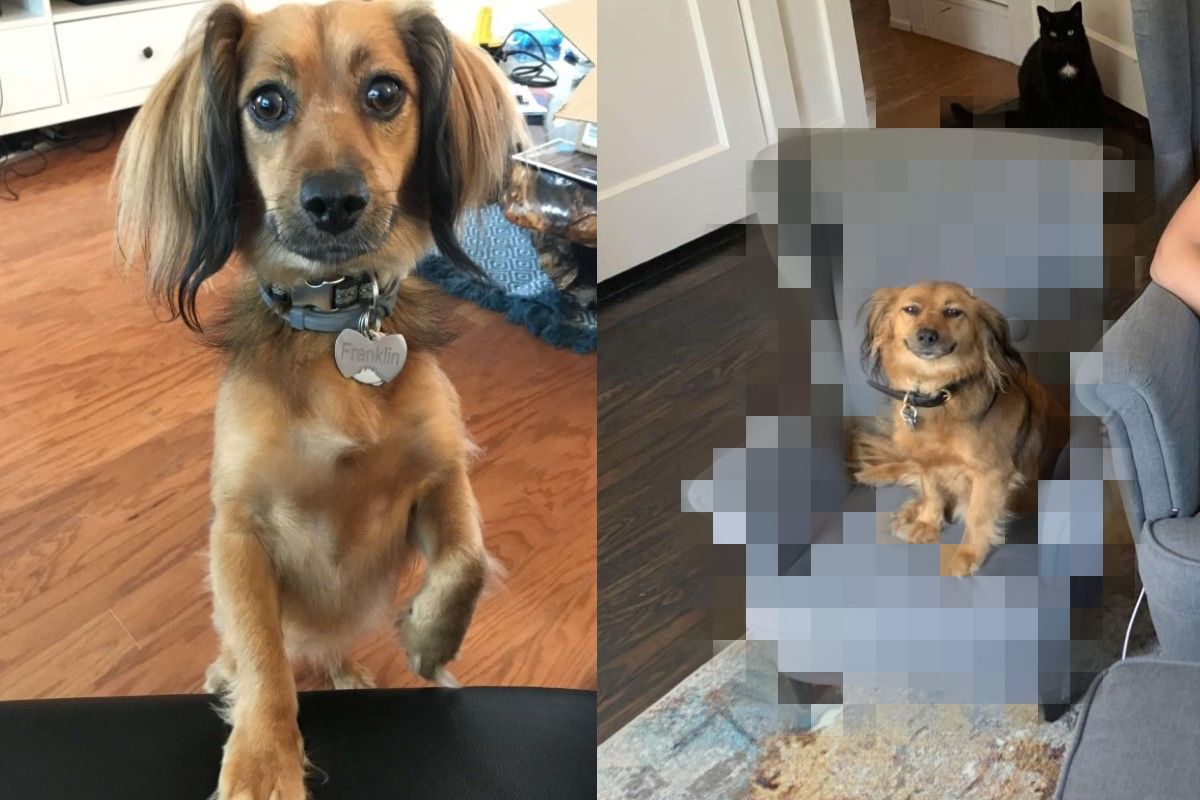 國外一名飼主長期在家上班，因為飽受毛孩干擾所以買了一「迷你神物」吸引毛孩注意！（圖／LINDSAY DYER）