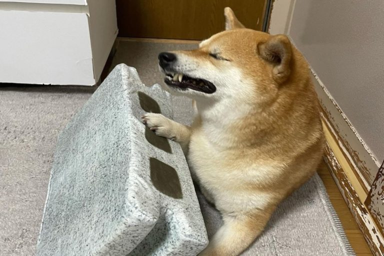 日本柴犬日前被水泥磚抱枕壓到時，竟做出浮誇的猙獰表情！（圖／IG @shibainu223）