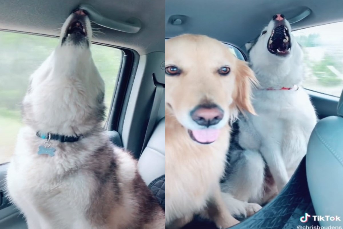 黃金獵犬與兩隻哈士奇坐車出遊，二哈卻沿路嚎叫！（圖／Tik Tok @chrisboudens）