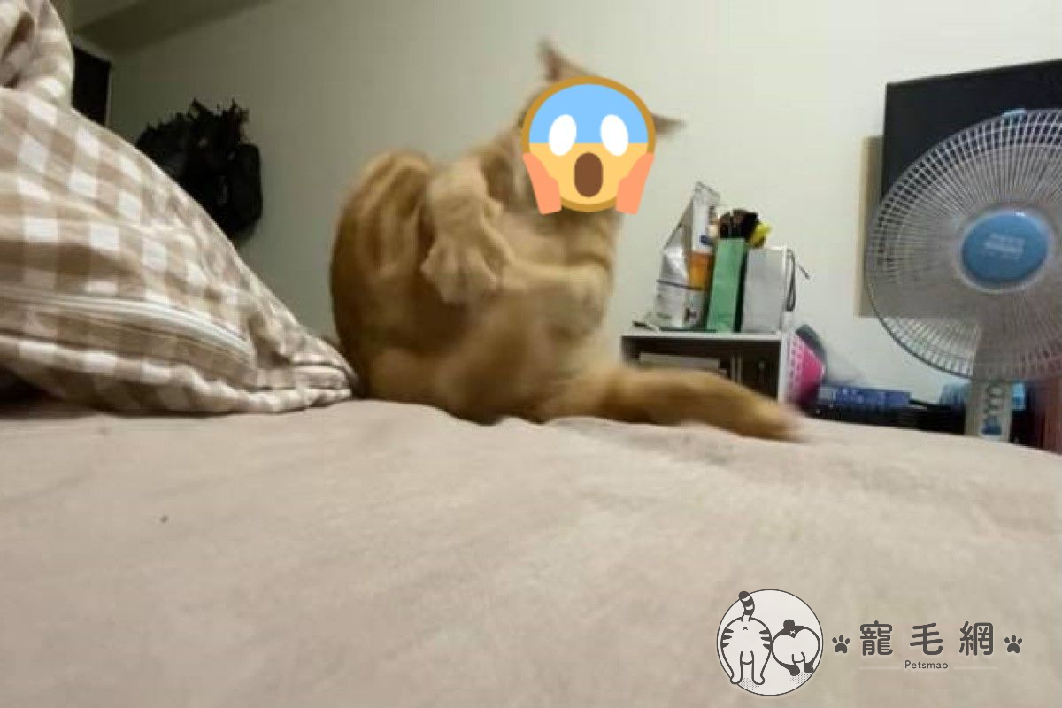 網友家的橘貓「雞腿」日前因為吸尾巴失去平衡變成「陀螺」！（圖／網友楊沛芩授權提供）