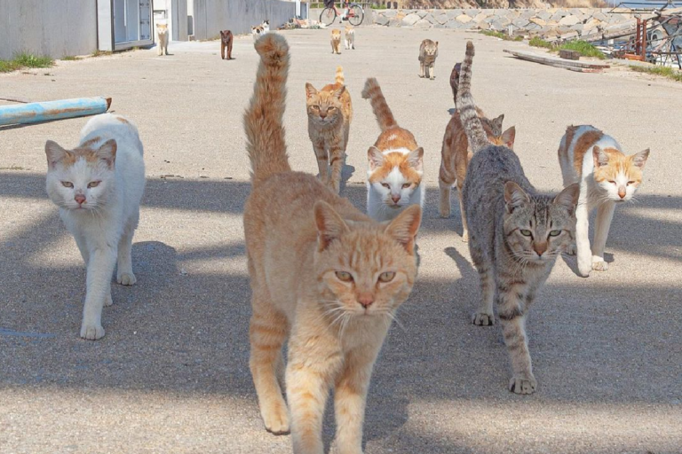 日本攝影師在街頭發現一群街貓，聲勢龐大、宛如幫派！（圖／Instagram＠ tachineko.ym） 