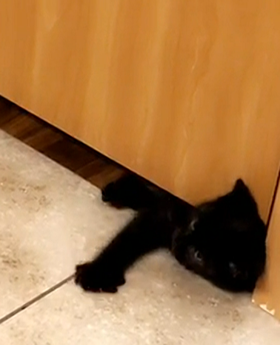 小黑貓：嘿咻嘿咻！偶想進來！（扭）（圖／AP＋Newsflare授權提供）