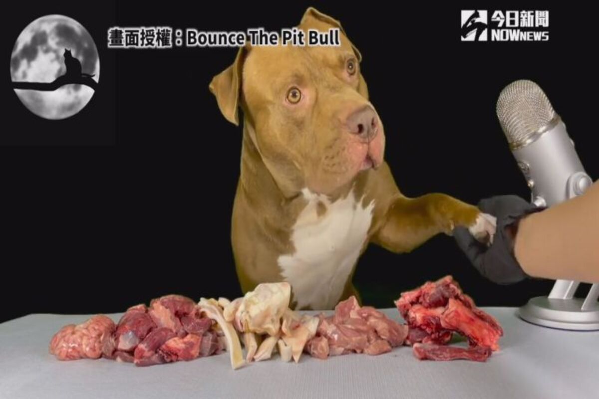 可愛比特犬「Bounce」與主人握手，逗趣模樣萌翻所有人。(圖／Bounce The Pit Bull 授權)
