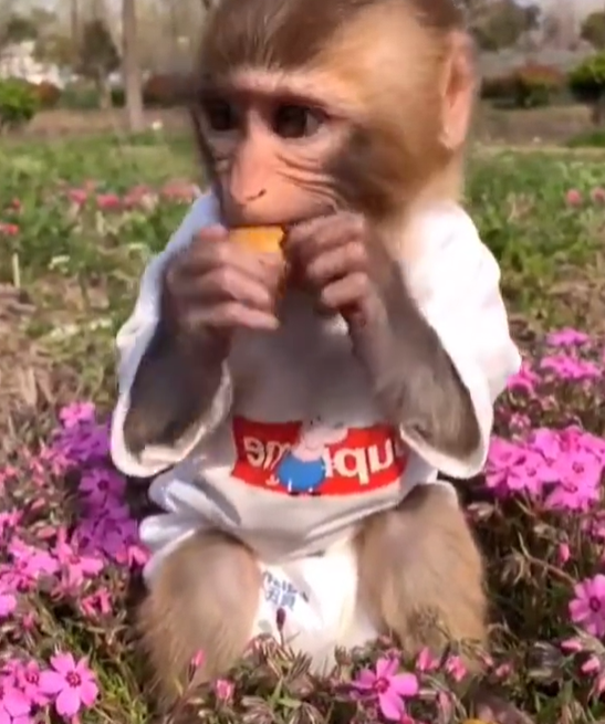 飼主對寵物猴非常寶貝，特地給牠穿衣服、包尿布。（圖／Instagram@ monkeykeer）