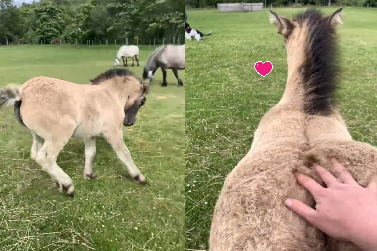 草原上一匹小馬不停將屁屁面向女網友「求抓癢」。（圖／FB @Kimberly Watson）