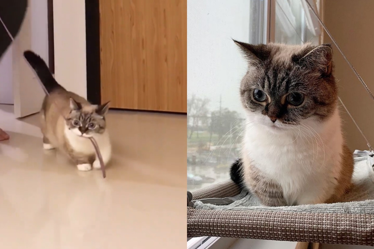 貓咪緊咬牽繩，把奴才牽到自己想去的地方。（圖／Instagram＠ littlemunchiepooky） 