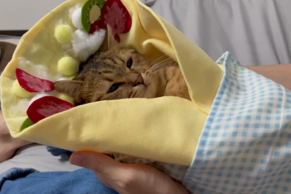 萌貓「喵喵可麗餅」還被加料網笑：看起來好欠吃！