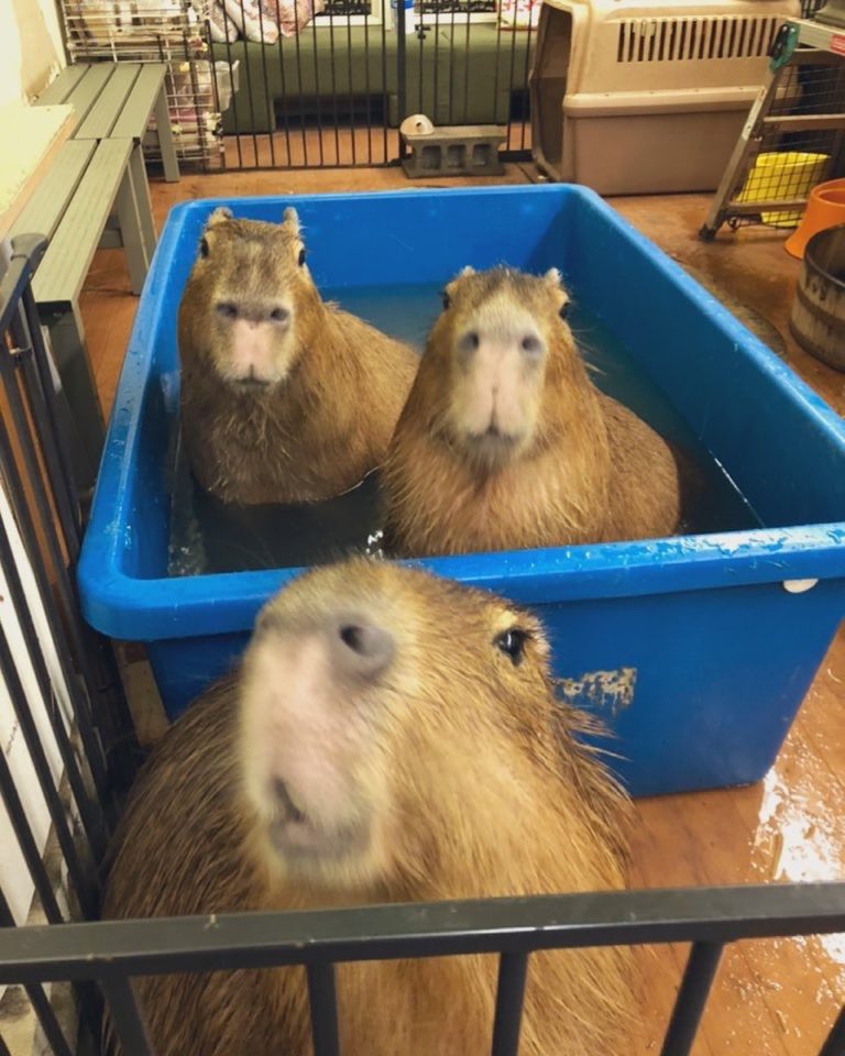 水豚：耶！泡澡囉！（圖／Instagram@ capybara_land_puipui）