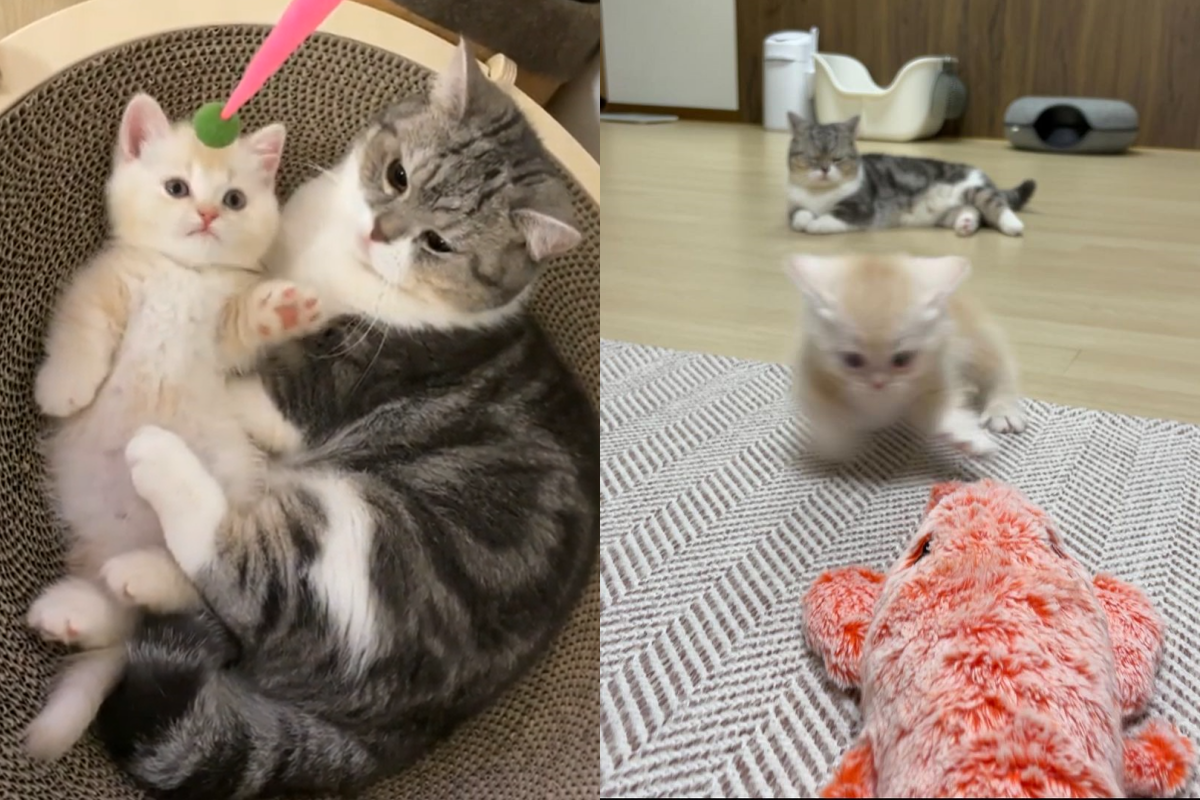 大小貓年齡差不到一歲，對玩具的興奮度卻完全不一樣！（圖／Instagram@ obok_dabok） 