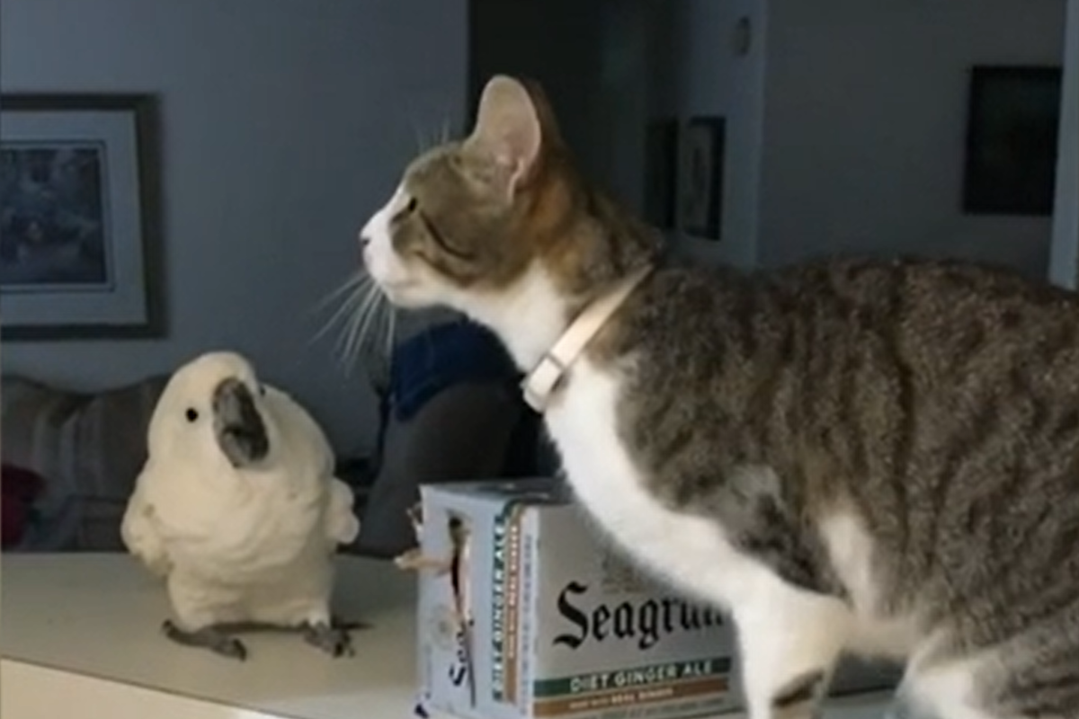 巴丹鸚鵡見貓同伴突然「神之一躍」跳走，如此輕功讓牠當場看傻。（影／美聯社 AP+Jukin Media授權）