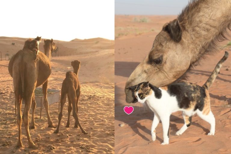 阿拉伯有一隻三花貓與駱駝感情很好，會一起欣賞沙漠美景。（圖／twitter @hanamomoact）