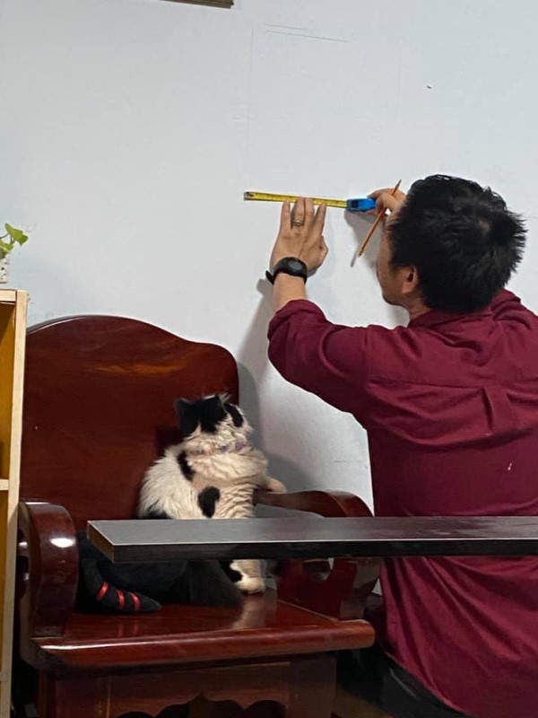 男子拿量尺在牆上測量　貓皇見狀立刻「出喵掌」：偶幫你！