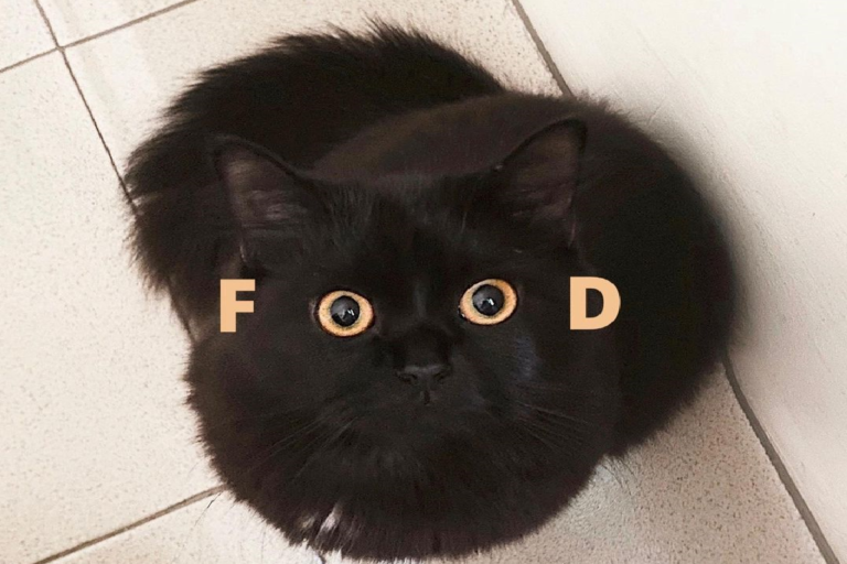 黑貓用明亮的雙眼盯著主人，眼神中透露出對「FOOD」的慾望。（圖／Instagram＠ xoxolunagirl） 
