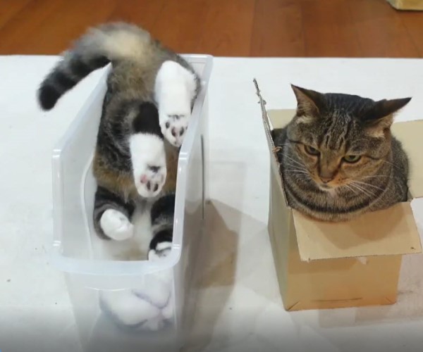 一樣窩盒子大頭貓卻「這動作」網笑：貓的邏輯好難懂！